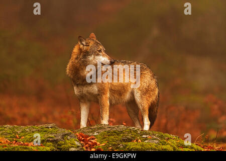 Une femelle en captivité le loup gris se dresse sur un rocher dans une forêt d'automne, le Parc National de la forêt bavaroise, Allemagne Banque D'Images