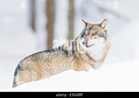 Loup gris en captivité (Canis lupus) constamment en éveil et s'est engagé avec ses environs Banque D'Images