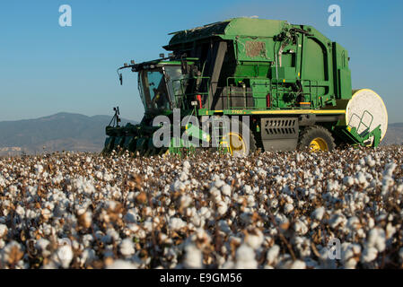 La Turquie, Kesik, près de Menemen, société Genel Pamuk, récolte de coton traditionnel avec John Deere cueilleur de coton 7760 Banque D'Images