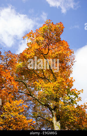 Acer shirasawanum ogurayama . L'érable japonais les feuilles des arbres changent de couleur en automne Banque D'Images