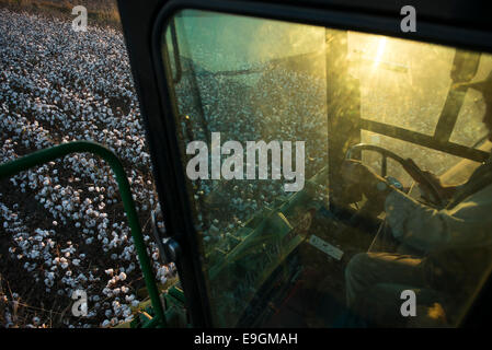 La Turquie, Kesik, près de Menemen, société Genel Pamuk, récolte de coton traditionnel avec John Deere récolteuse de coton panier Banque D'Images