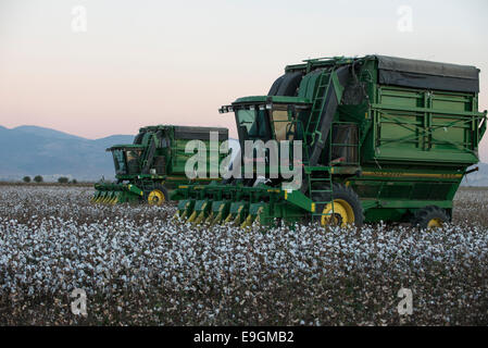 La Turquie, Kesik, près de Menemen, société Genel Pamuk, récolte de coton traditionnel avec John Deere récolteuse de coton panier Banque D'Images