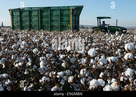 La Turquie, Kesik, près de Menemen, société Genel Pamuk, récolte de coton traditionnel avec John Deere récolteuse de coton panier Banque D'Images