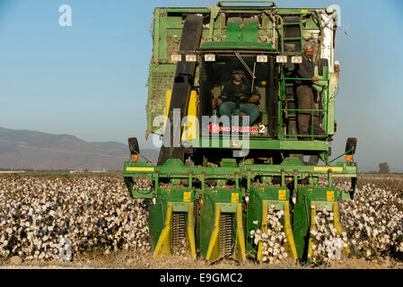 La Turquie, Kesik, près de Menemen, société Genel Pamuk, récolte de coton traditionnel avec John Deere récolteuse de coton panier Banque D'Images