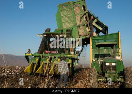 La Turquie, Kesik, près de Menemen, société Genel Pamuk, récolte de coton traditionnel avec John Deere récolteuse de coton panier Banque D'Images