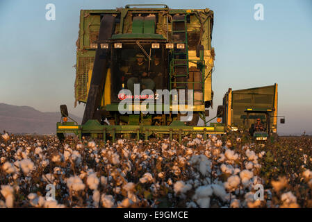 La Turquie, Kesik, près de Menemen, société Genel Pamuk, récolte de coton traditionnel avec John Deere récolteuse de coton panier Banque D'Images