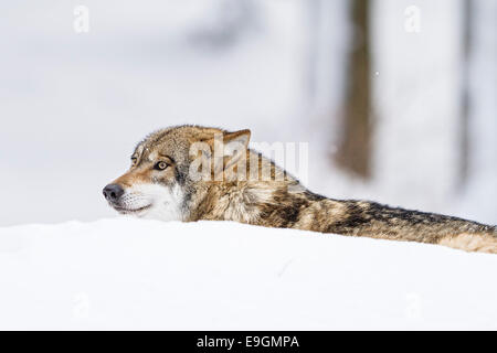 Loup gris en captivité (Canis lupus) couché dans la neige Banque D'Images