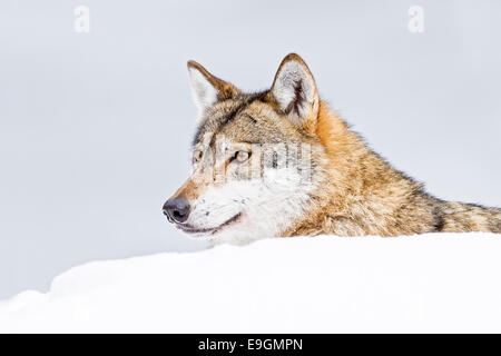 Loup gris en captivité (Canis lupus) constamment en éveil et s'est engagé avec ses environs Banque D'Images