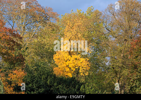 Couleur magnifiquement les feuilles d'automne dans le parc contre les sombres nuages Banque D'Images