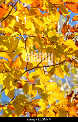 Pesetra,Brasov, Roumanie : Vibrant jaune rétroéclairé feuilles sur un arbre en automne Banque D'Images