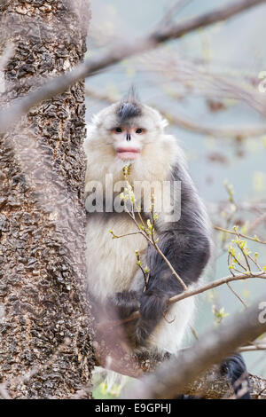 Yunnan mâles adultes snub-nosed Monkey (Rhinopithecus bieti) reposant un arbre Banque D'Images