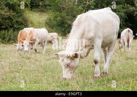 Les vaches au pâturage. Du bétail dans un champ à Dale Monsal, Derbyshire Peak District National Park, Angleterre, RU Banque D'Images