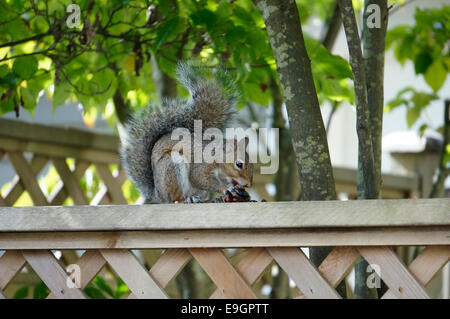 Écureuil gris de l'Ouest (Sciurus griseus) assis sur une clôture de cour en bois pour manger des baies rouges, Vancouver (Colombie-Britannique), Canada Banque D'Images