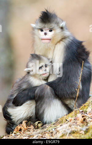 Femelle adulte Yunnan snub-nosed Monkey (Rhinopithecus bieti) holding infant Banque D'Images