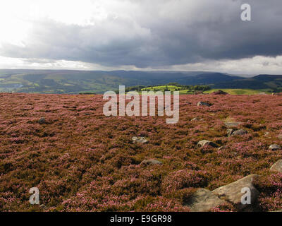 Des bruyères en fleurs dans le Peak District UK Banque D'Images
