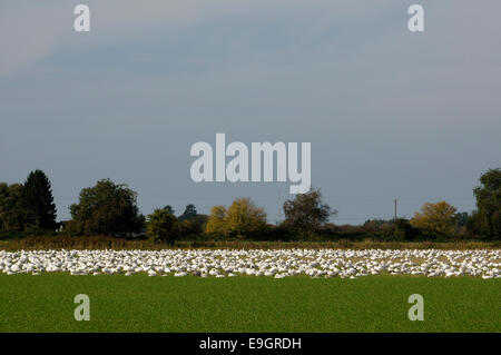 Un troupeau de Petites Oies des neiges (Chen caerulescens caerulescens) qui broutent et se reposent dans un champ d'agriculteurs, Delta (Colombie-Britannique), Canada Banque D'Images