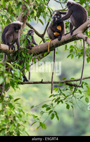 Un Dusky leaf monkey (Trachypithecus obscurus) se chamaillent pour la famille qui s'occupe de bébé dans la forêt vierge Banque D'Images