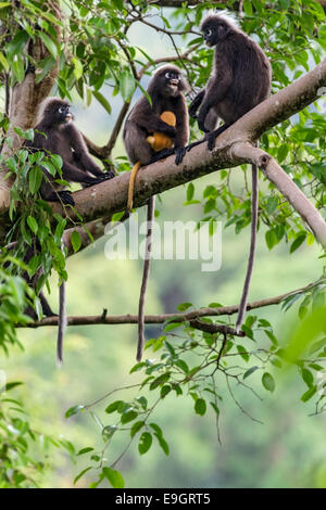 Un Dusky leaf monkey (Trachypithecus obscurus) se chamaillent pour la famille qui s'occupe de bébé dans la forêt vierge Banque D'Images