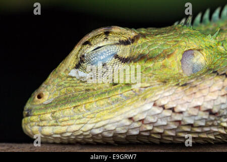 Close-up portrait of lézard Calotes versicolor (modifiable) dormir sur un buisson, à nuit à Singapour Banque D'Images