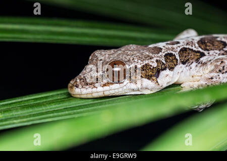 Horsfield's Flying Gecko (Ptychozoon horsfieldii) dans une forêt tropicale de Bornéo Banque D'Images