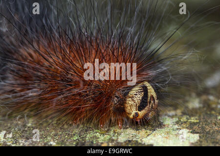 Close up of tropical long caterpillar pour cheveux fins-comme urticating - soies soies ou poils irritants - dans une forêt tropicale de Bornéo Banque D'Images