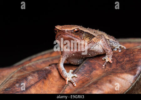 Collant noir-Spotted Frog (Kalophrynus pleurostigma) dans une forêt tropicale de Malaisie dans la nuit Banque D'Images