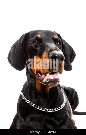 Portrait d'un dobermann dog isolated on white Banque D'Images