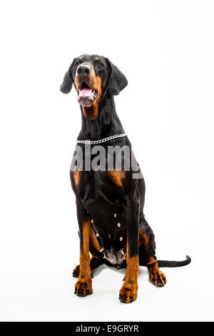 Dobermann dog sitting, isolé sur blanc tiré de l'avant Banque D'Images