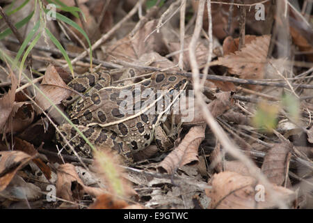 Grenouille sur la chasse pour un peu de nourriture sur le sol forestier. Banque D'Images