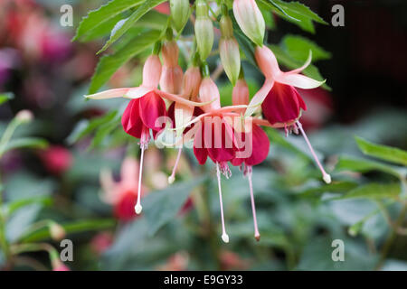 Laura Fuchsia fleurs. Banque D'Images