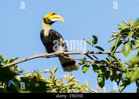 Femelle adulte Grand calao (Buceros bicornis) dans la canopée de la forêt tropicale Banque D'Images