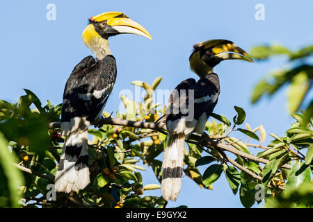 Un couple reproducteur de grande (Buceros bicornis) calaos courting in Tropical Rainforest Canopy Banque D'Images