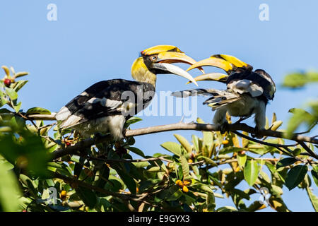 Un couple reproducteur de grande (Buceros bicornis) calaos courting in Tropical Rainforest Canopy Banque D'Images