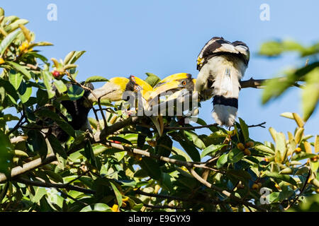 Un couple reproducteur de grande (Buceros bicornis) calaos courting in Tropical Rainforest Canopy Banque D'Images