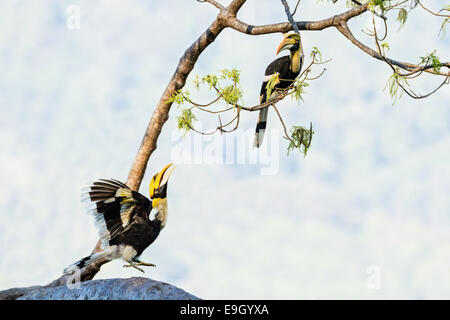 Un affichage grand calao (Buceros bicornis) observé par un autre dans la canopée de la forêt tropicale Banque D'Images