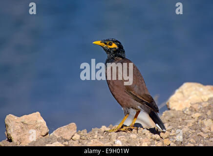 Myna Acridotheres tristis, commune, Banque D'Images