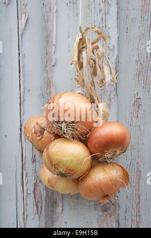 Les légumes. Une bande de l'oignon (Allium cepa) attachés ensemble avec de la corde, suspendu contre un mur de panneaux en bois patiné avec de la peinture. L'Angleterre. Banque D'Images