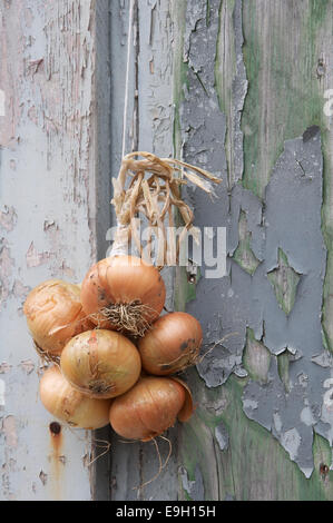 Les légumes. Une bande de l'oignon (Allium cepa) attachés ensemble avec de la corde, suspendu contre un mur de panneaux en bois patiné avec de la peinture. L'Angleterre. Banque D'Images