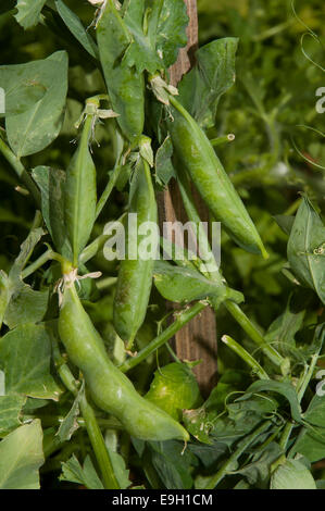 Plante de pois (Pisum sativum), Séville, Andalousie, Espagne, Europe Banque D'Images