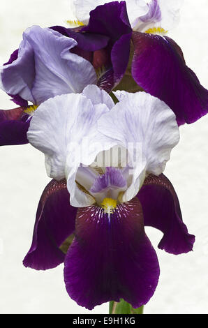 Grand Iris (Iris barbata eliator-x), 'Night Edition', Autriche Banque D'Images