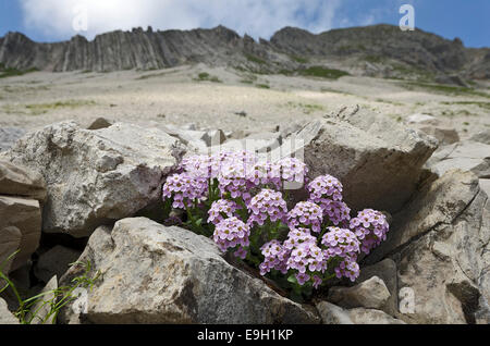 Penny à feuilles de cresson (Thlaspi rotundifolium-), Karwendel, Tyrol, Autriche Banque D'Images