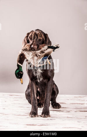 Un Braque allemand avec un canard dans sa gueule, Allemagne Banque D'Images