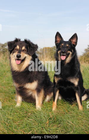 Deux chiens de race mixte assis sur un pré, un Shepherd-Mix Kelpie-Mix et un Australien, Rhénanie du Nord-Westphalie Banque D'Images