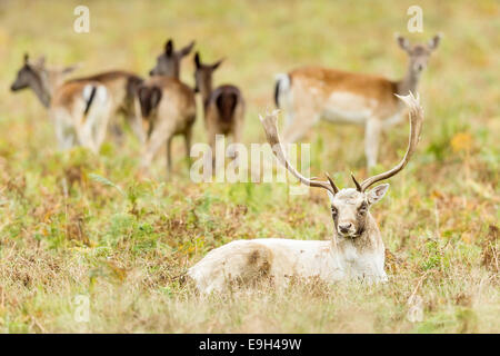 Le daim (Dama dama) stag assis en face de harem de biches pendant le rut annuel Banque D'Images