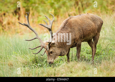 Red Deer (Cervus elaphus) stag à l'assemblée annuelle de l'Ornière Banque D'Images