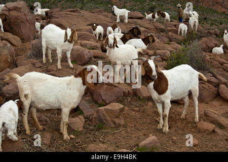 Troupeau de chèvres Boer, près de Kuboes, Richtersveld, province de Northern Cape, Afrique du Sud Banque D'Images