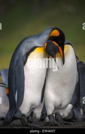 Une paire de manchots royaux (Aptenodytes patagonicus), Gold Harbour, la Géorgie du Sud et les îles Sandwich du Sud Banque D'Images