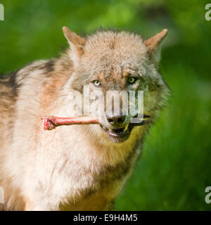 Wolf (Canis lupus), avec de l'os dans la bouche, captive, Hesse, Allemagne Banque D'Images