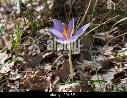 Fleur de safran (Crocus sativus), Parc Naturel Régional des Madonie, Sicile, Italie Banque D'Images