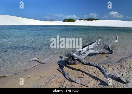 Lagune d'eau douce, le Parque Nacional dos Lençóis Maranhenses ou Lençóis Maranhenses National Park, Maranhão, Brésil Banque D'Images